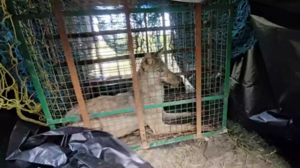 Boy aged 13, injured in Wolf attack in UP's Bahraich