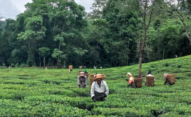 Labour minister intervenes in tea gardens bonus dispute 