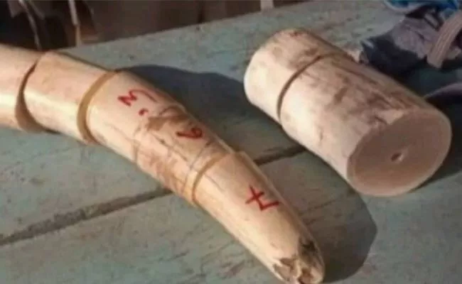 Burrabazar TMC leader arrested from Buxar in ivory smuggling case