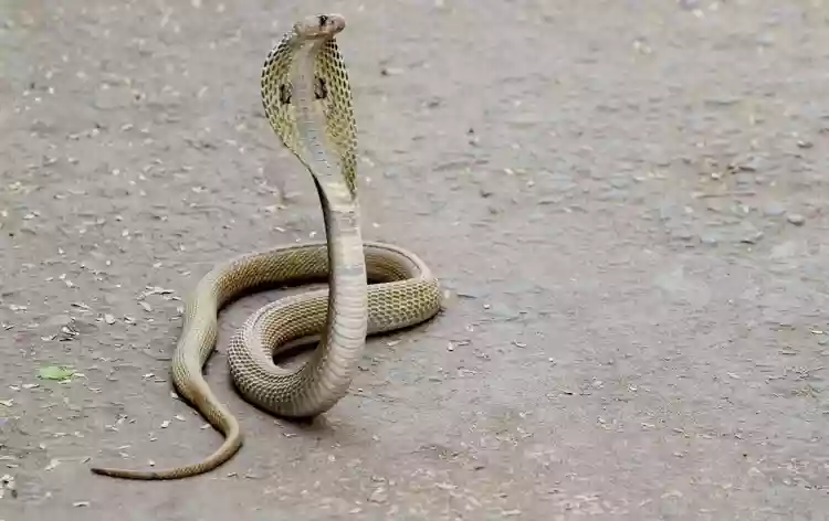 कोलकाता नगर निगम में सांपों का आतंक