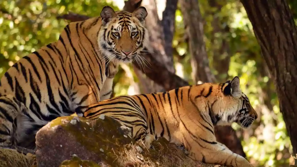 Ratapani notified as Madhya Pradesh’s 8th tiger reserve with 1,271 sq km area