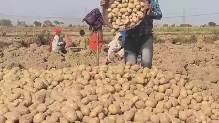 मंत्री के आश्वासन पर आलू हड़ताल खत्म 