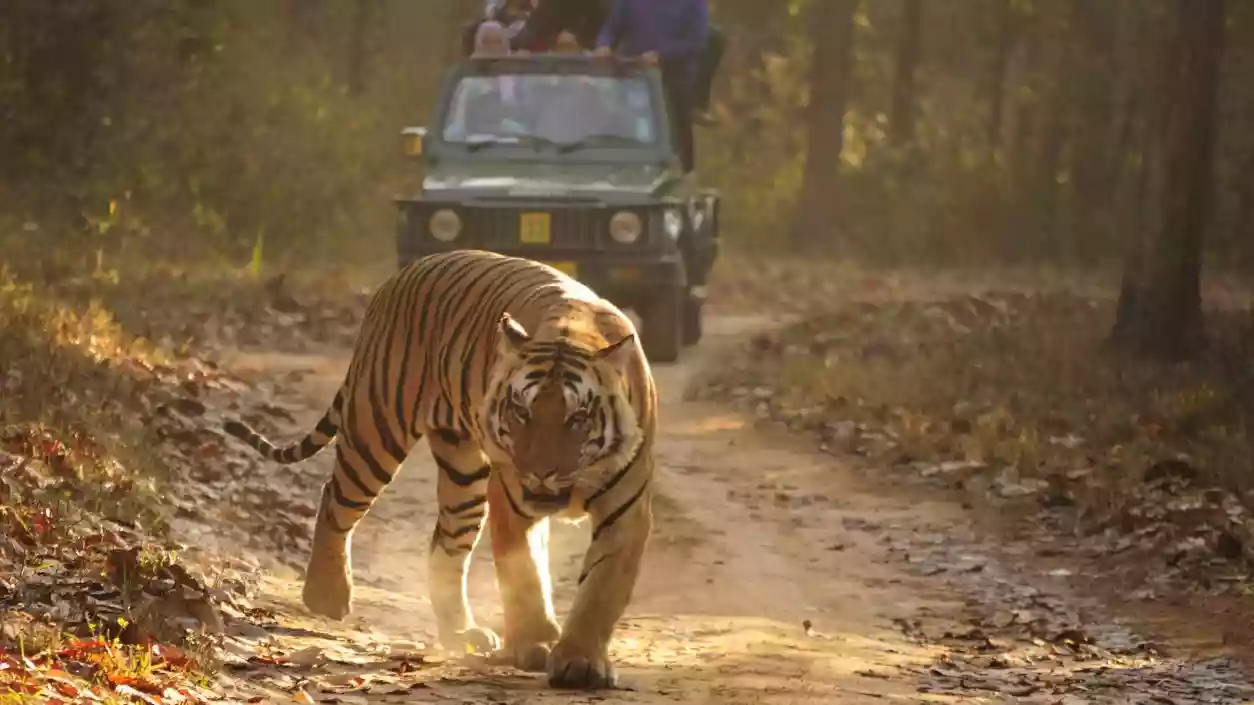 Tigress puts Jhargram villages and tourists on edge, Forest Dept struggles to locate predator