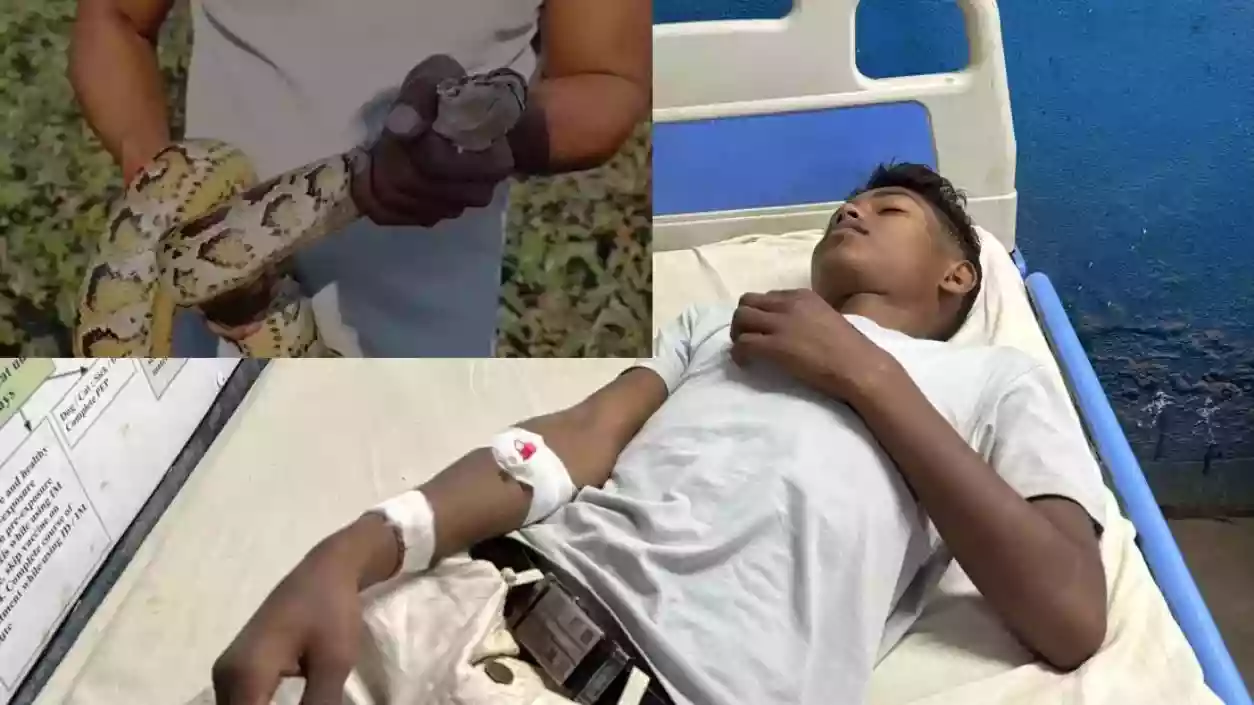 Teenager bitten by python while attempting viral video in Jalpaiguri