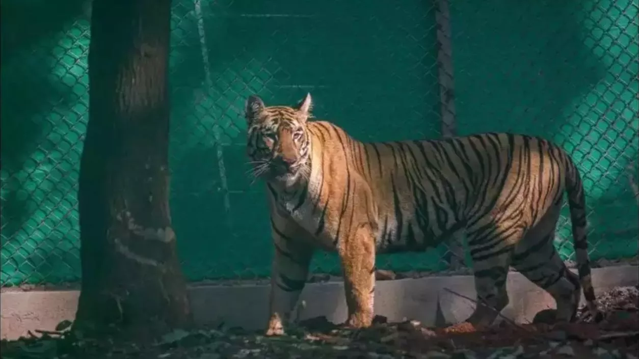 Tigress Zeenat captured in Bankura after days on the run, sent to rehabilitation