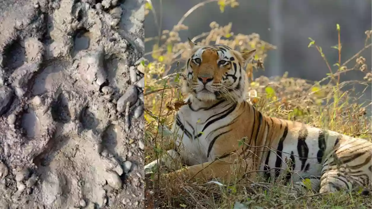 Royal Bengal tiger roams near Kultali villages, fresh footprints found