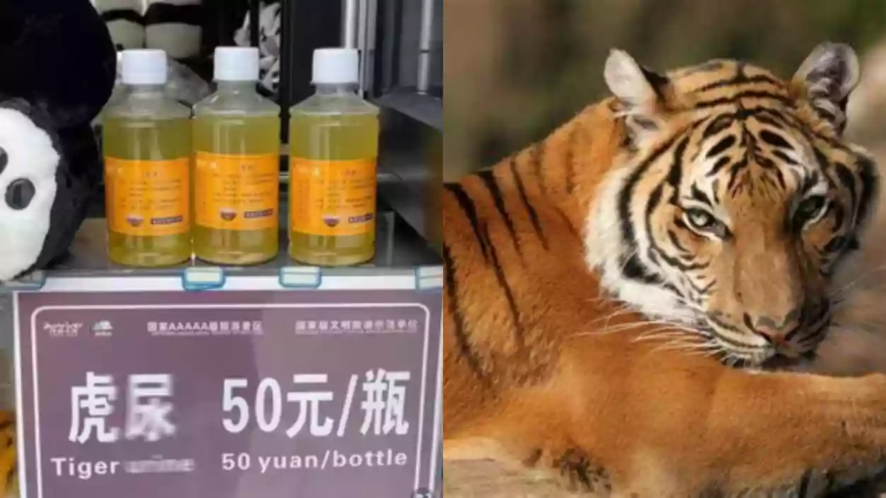 Chinese Zoo sells tiger urine for ₹600 as remedy for rheumatism, faces backlash 