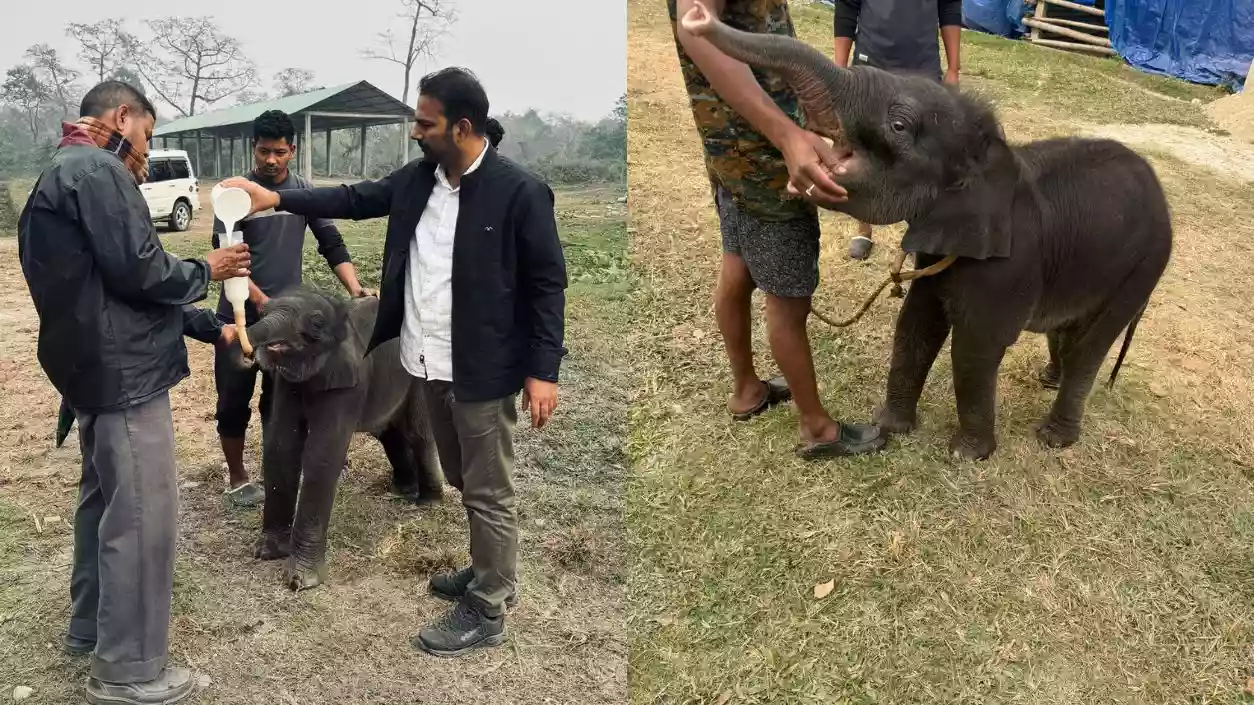 20-day-old elephant calf rescued in North Bengal, now under care at Jaldapara | See photos