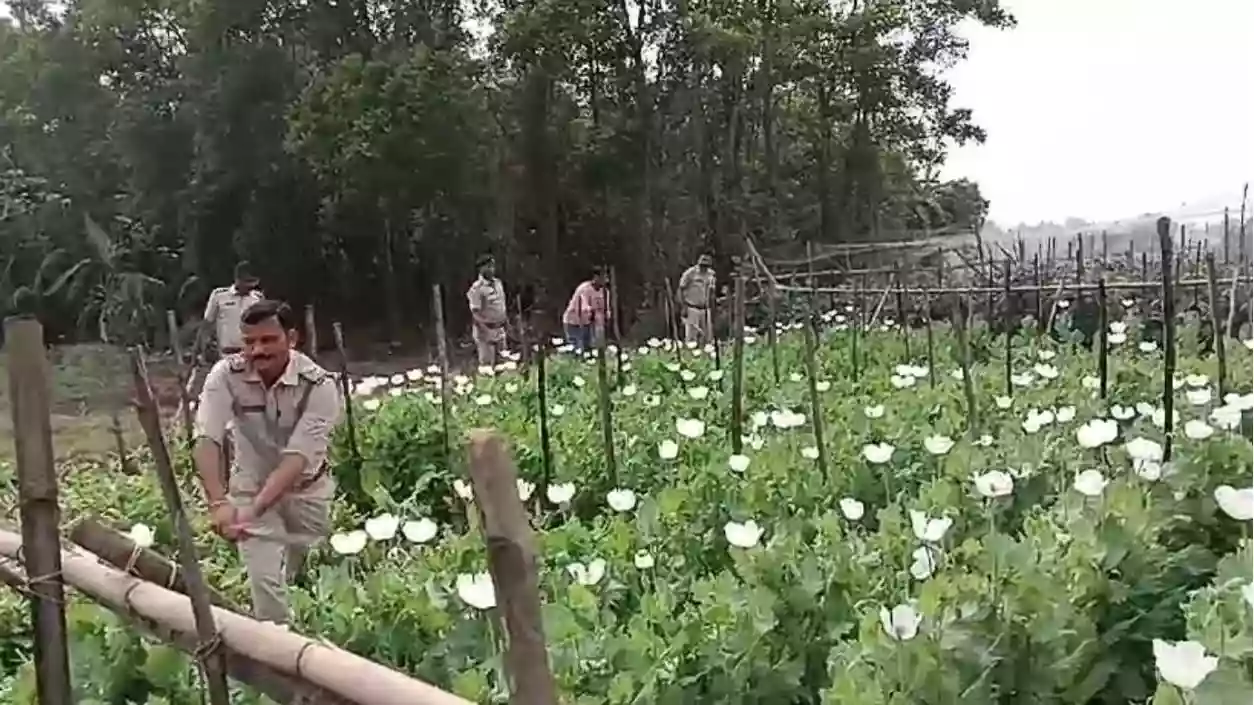 Illegal opium cultivation busted in Hooghly; 4,000 plants destroyed