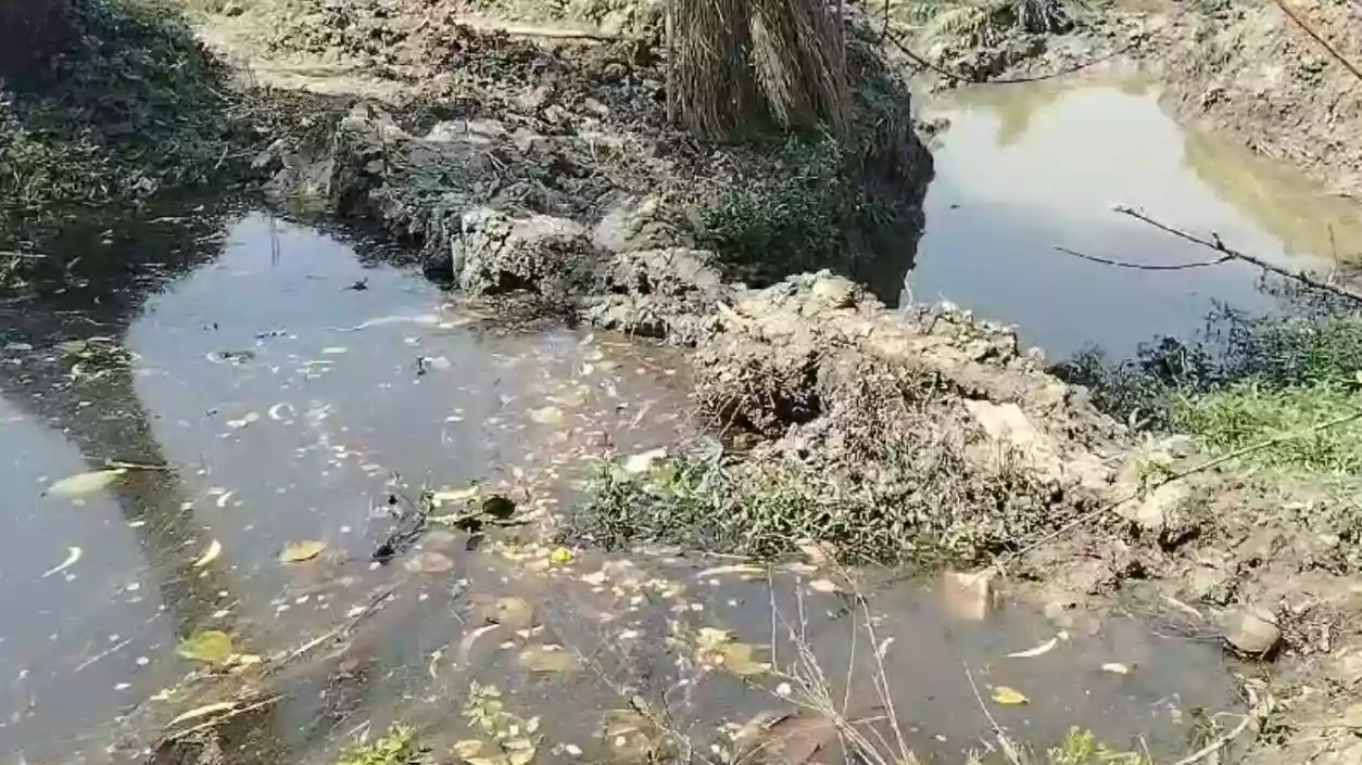 50-year-old irrigation canal illegally seized overnight with JCB, turned into fish ponds