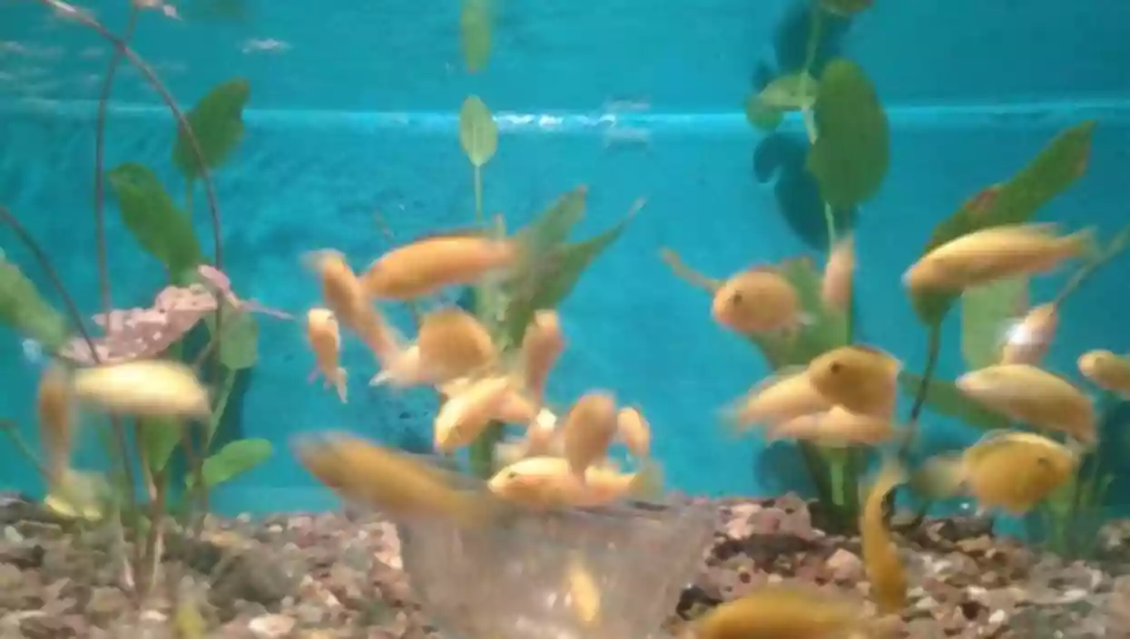 Alipore Zoo’s Fish Sanctuary set for relocation, sparks mixed concerns