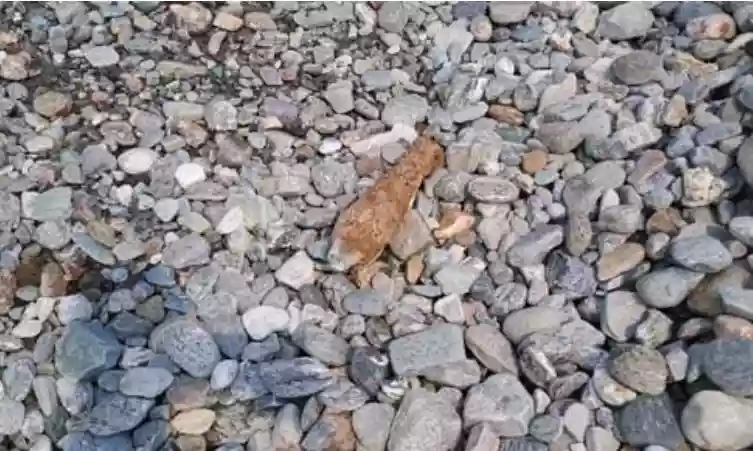 Mortar shell found from pile of thones in Chooch Behar