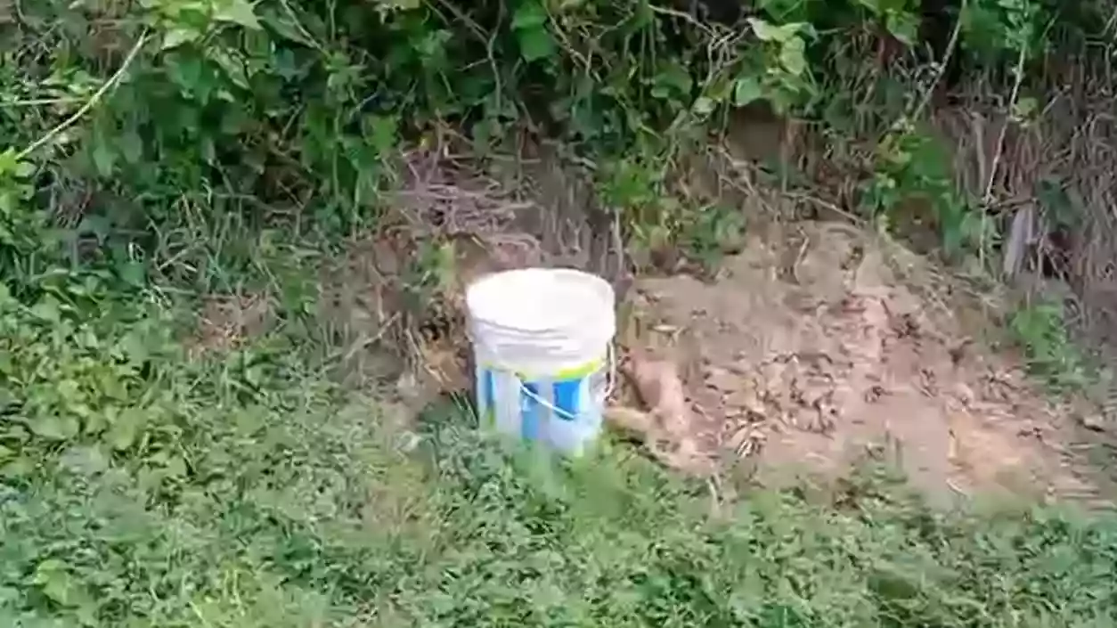 Live bombs recovered from Birbhum, third such incident from same village