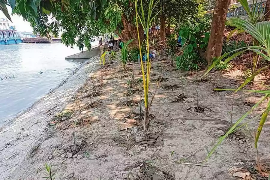 Ganga's bank at Princep Ghat gets 750 mangrove plants to tackle cyclones