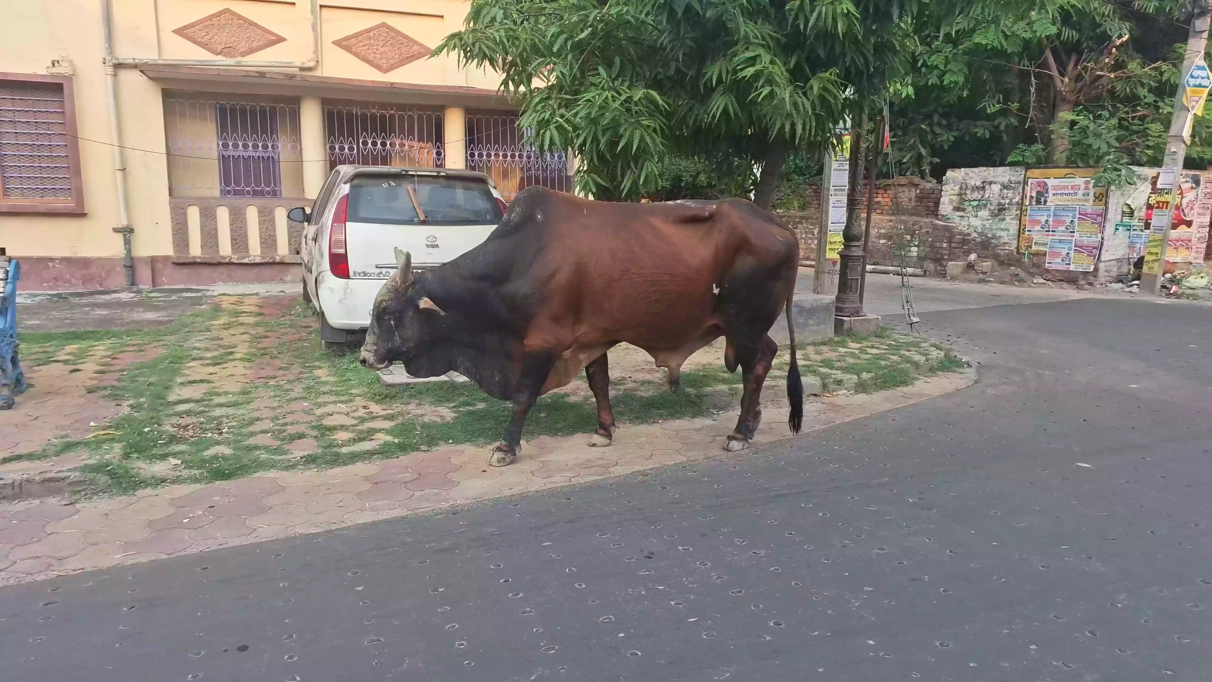 Meet 'Bhola Don', the bull that is ruling the streets of Ranaghat