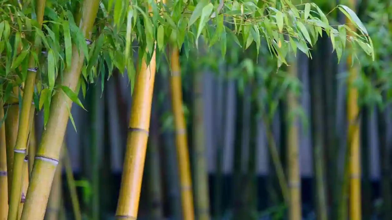 Bengal plants 50,000 bamboo saplings to stop elephant attacks and crop damage in Jungle Mahal