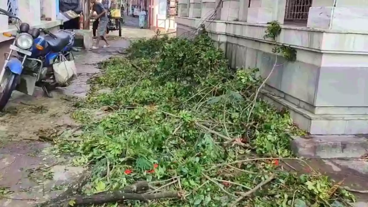Man critically injured in Howrah as huge tree falls on shop shelter during storm
