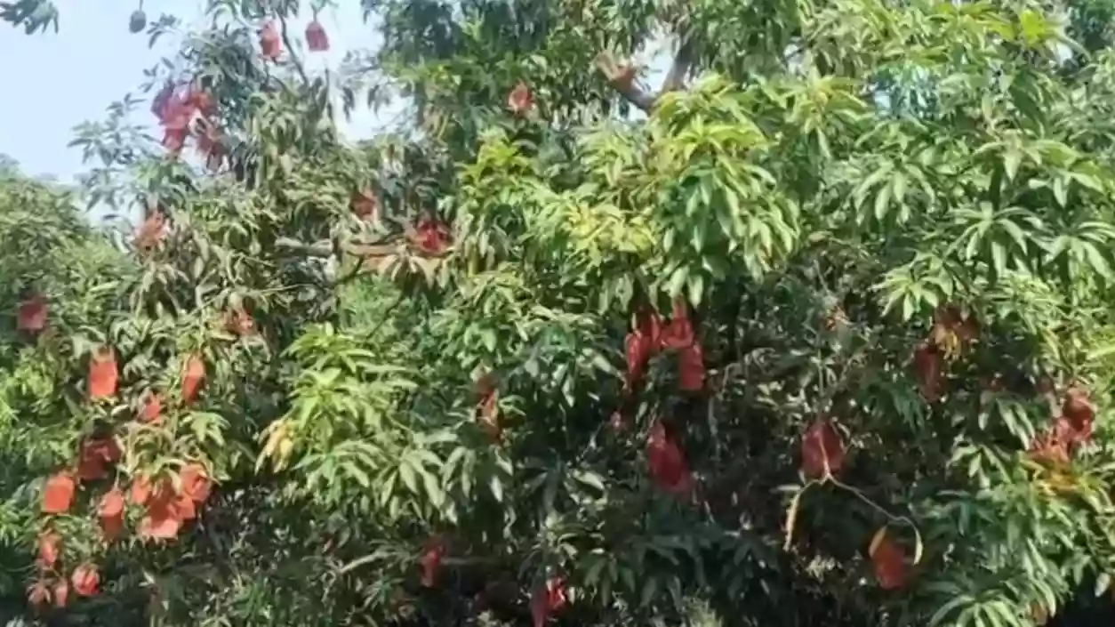 Malda introduces innovative on-tree mango packaging technology to boost quality and export potential