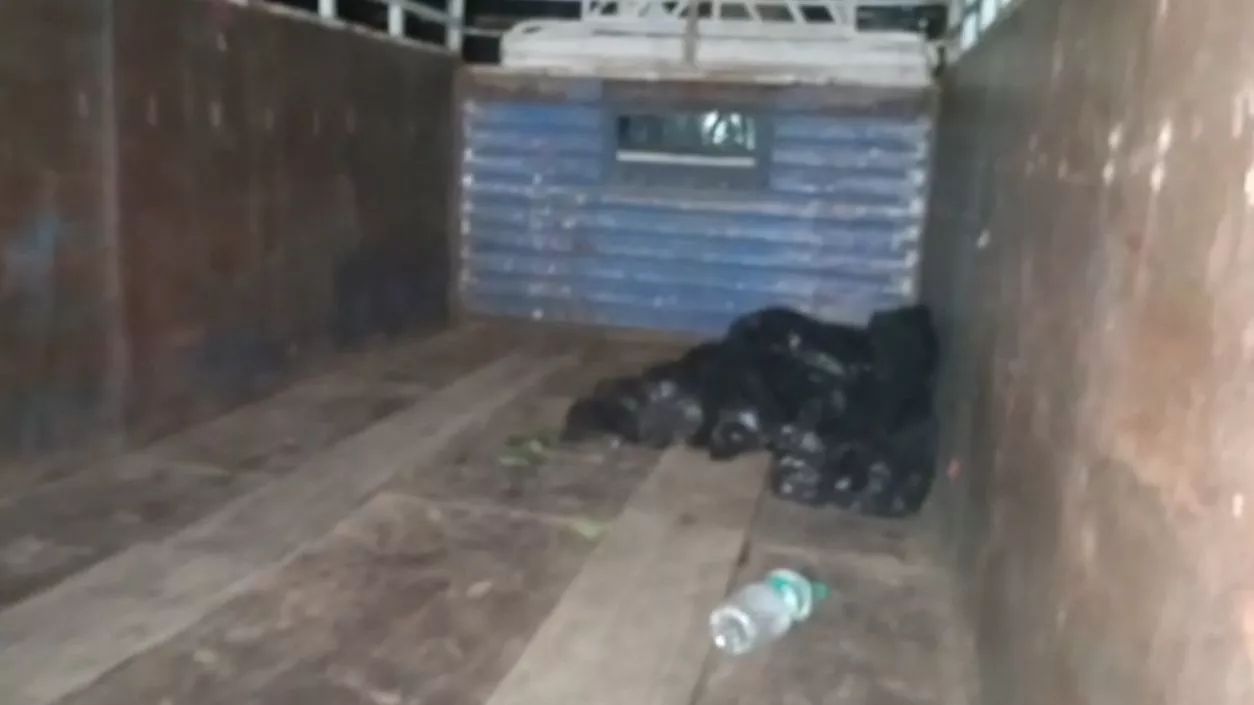 Howrah Police nab 2 for cattle theft in goods vehicle; 1 escapes in vehicle, other jumps into pond