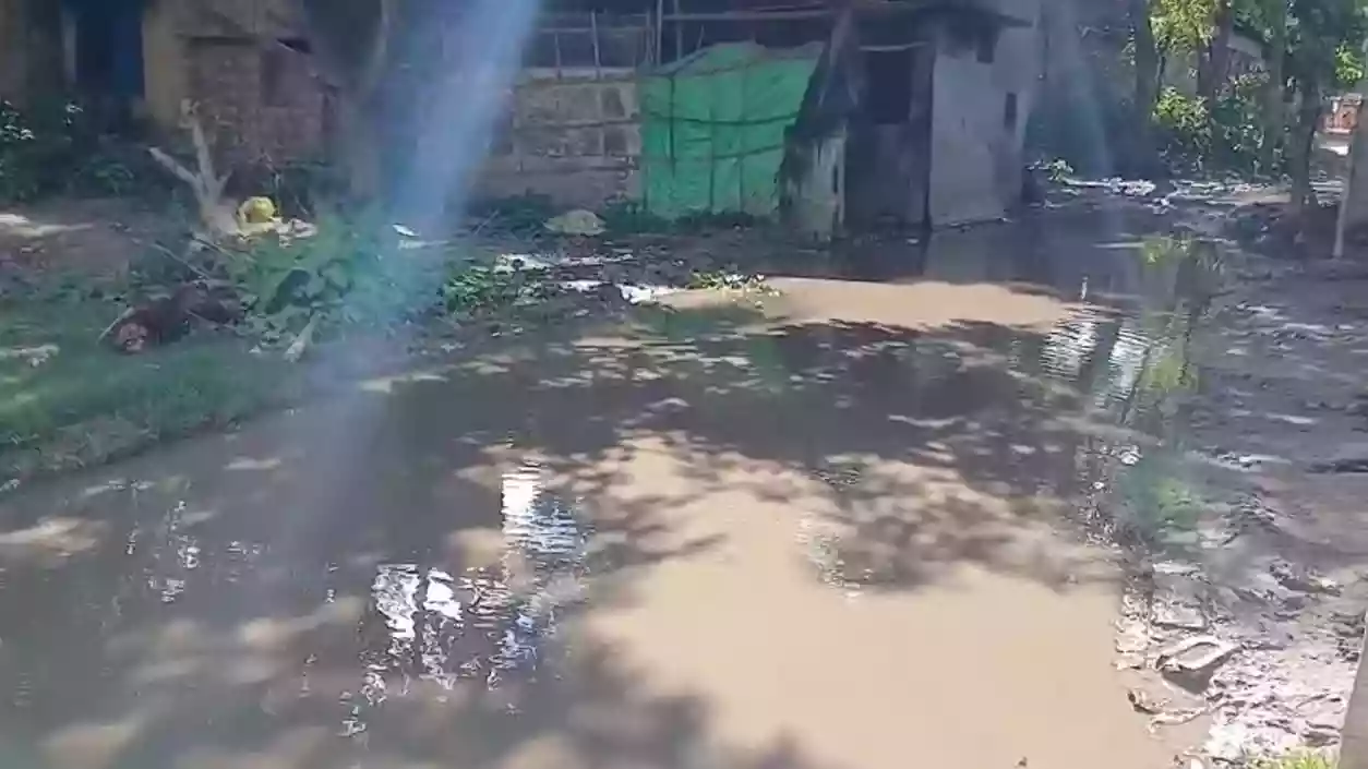 English Bazar areas waterlogged year-round due to no drains, mosquitoes and snakes threaten residents' safety
