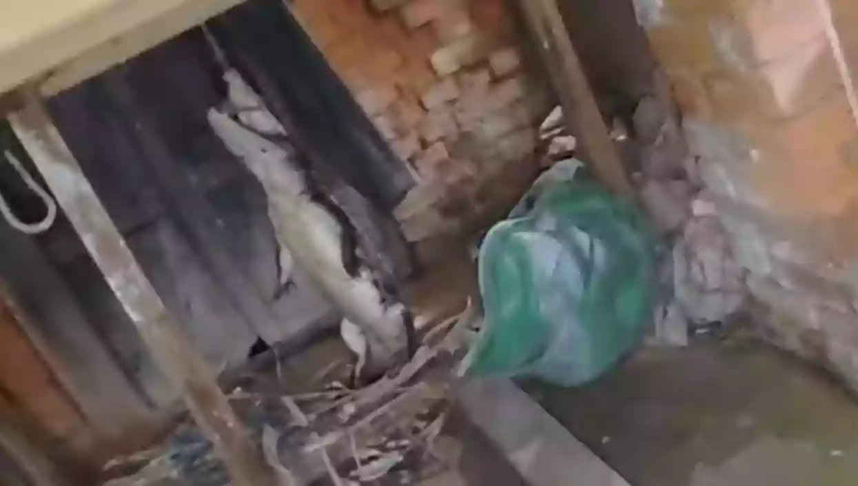 Crocodile enters UP home at night, villagers tie it up and hand it to forest officials