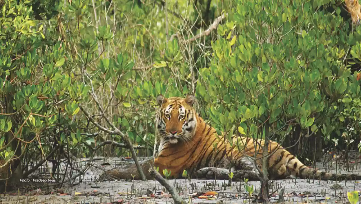 No tourist access to Sundarbans from June 15 to September 15 to protect wildlife