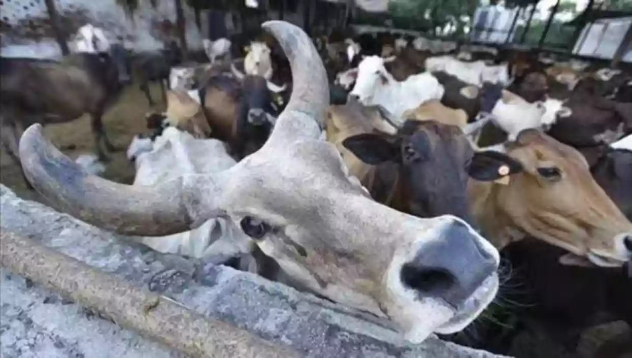 16 arrested in Assam for illegal cattle slaughter during Eid, police recover cow body parts