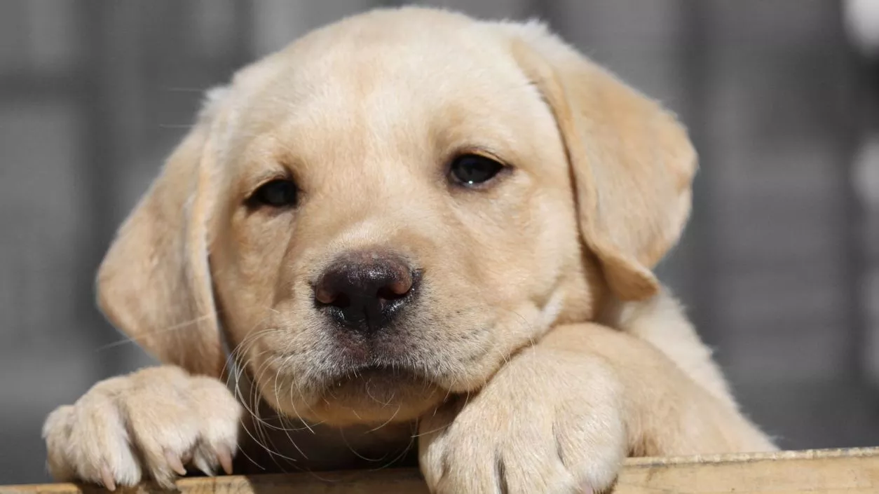 Bengaluru woman kills pet dog in suspected 'tantric' ritual, booked for animal cruelty