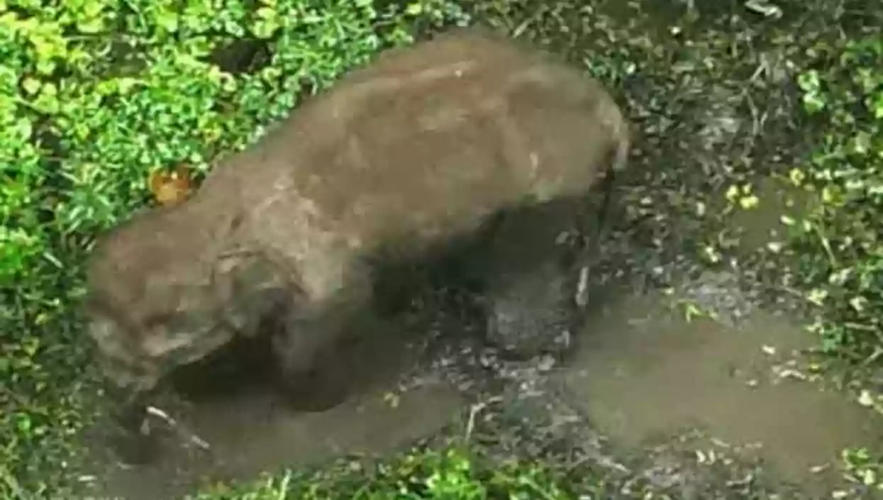 Wild elephant seriously injured in Naxal-planted IED blast in Saranda forest; rescue underway