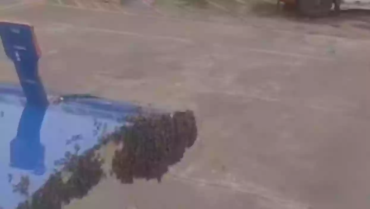 Bees swarm IndiGo flight at Surat Airport, causing over an hour's delay