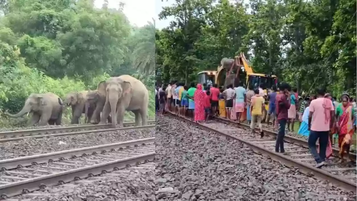 3 elephants killed by train in Jhagram during forest department drive