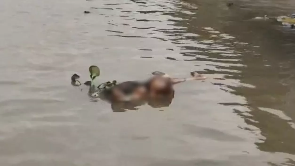 Unidentified body found floating in Ganga at Bhatpara's ferry ghat