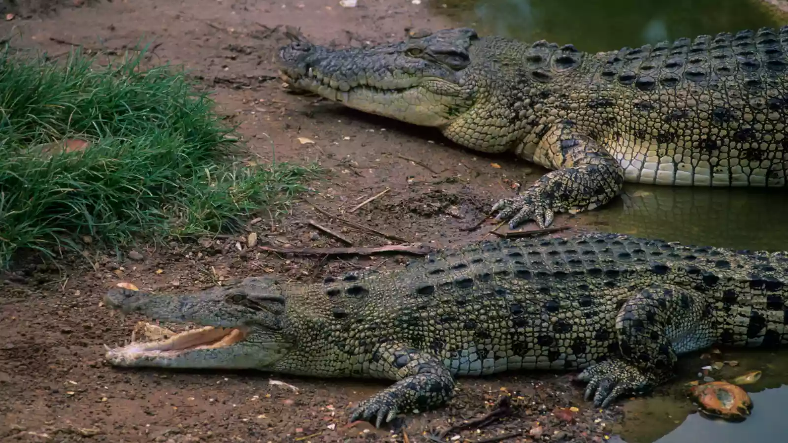 Crocodiles escape enclosures at Alipore Zoo after record Kolkata rainfall overflows drains