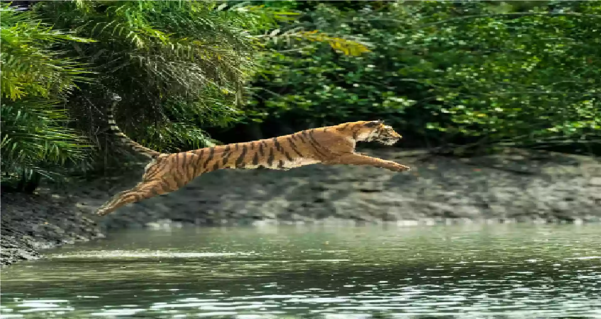 Royal Bengal Tiger dragged fisherman from his boat in Sundarban
