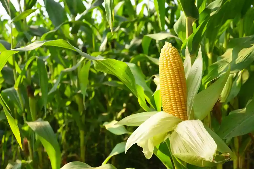 US is sending corn, cultivated by pig poop, to Bangladesh; Netizens outraged