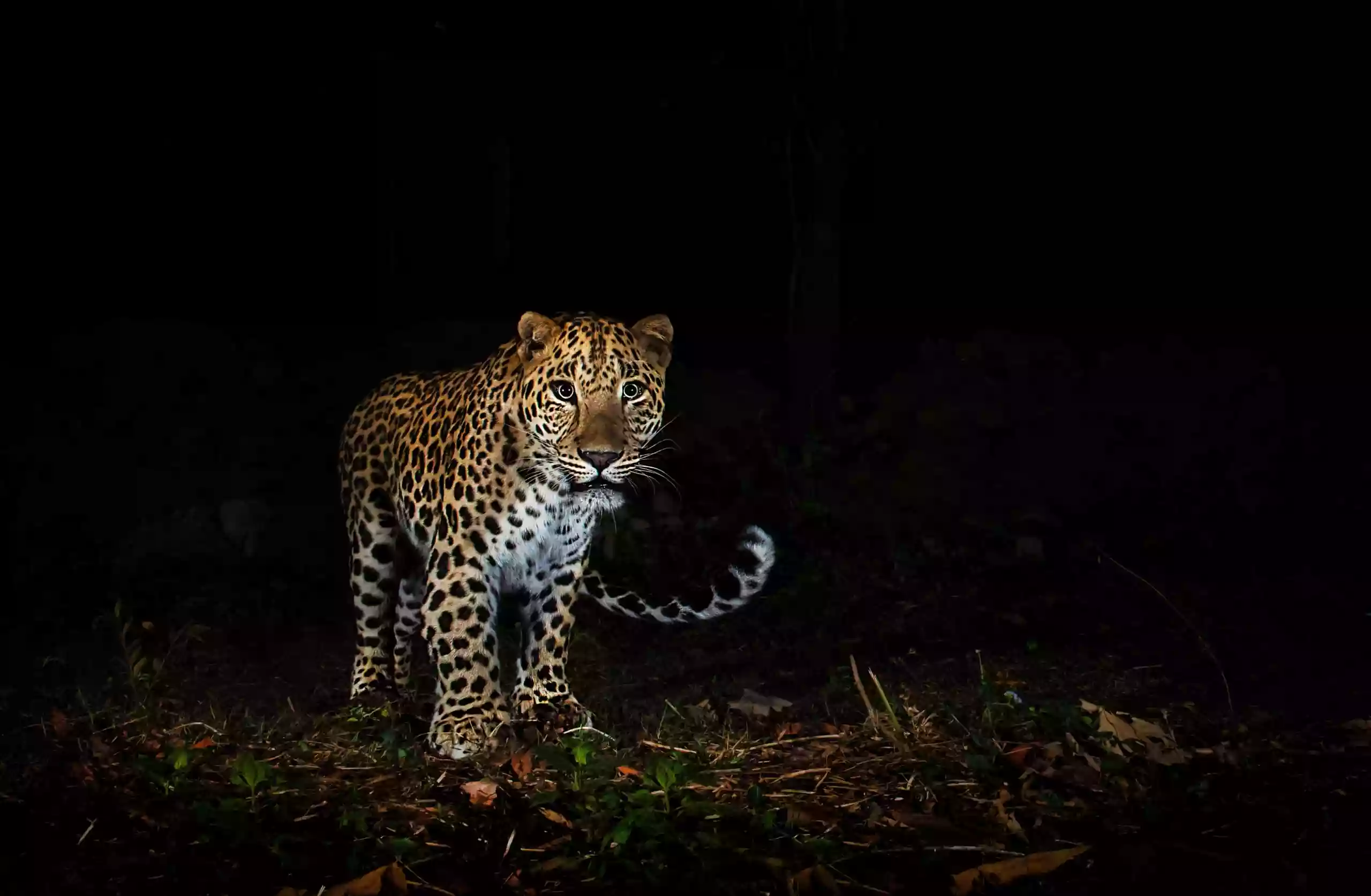 Leopard attacks priest in Kurseong's Shiva temple; Forest officials on alert