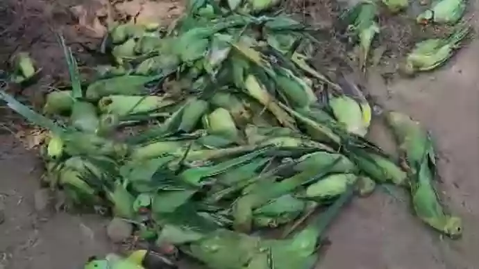 150 parrots found dead near Narmada in Madhya Pradesh, food poisoning suspected