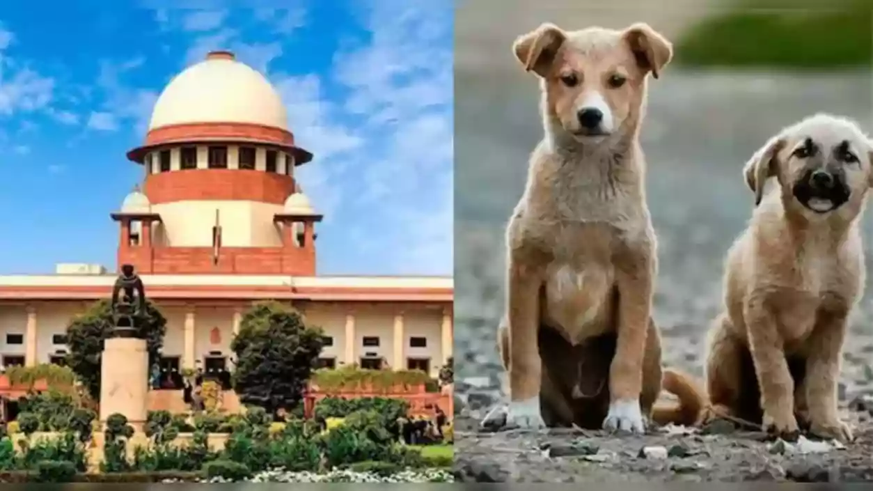 'Those who want to feed street dogs take them home' says Supreme Court