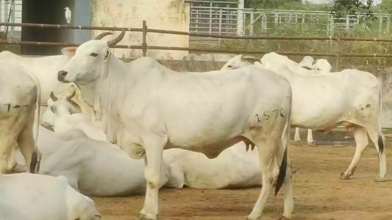 India’s 1st ‘cow culture museum’ coming up in UP's Mathura, says govt body 