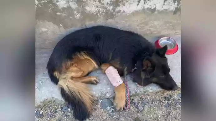 Army dog Tyson takes first bullet, helps bust Jaish's terror hideout during encounter