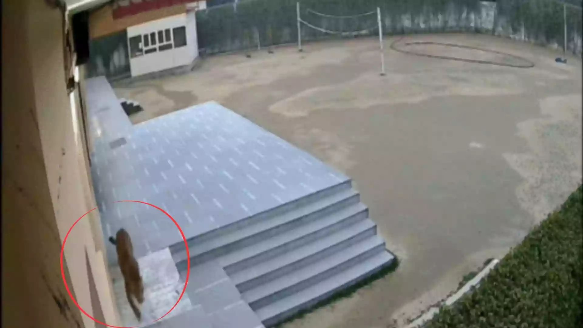 Leopard spotted inside Ghaziabad school, forest teams launch search | Watch
