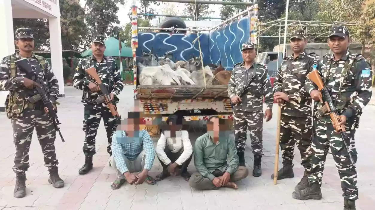 Cattle smuggling attempt thwarted by SSB patrol in Koshi, 3 held