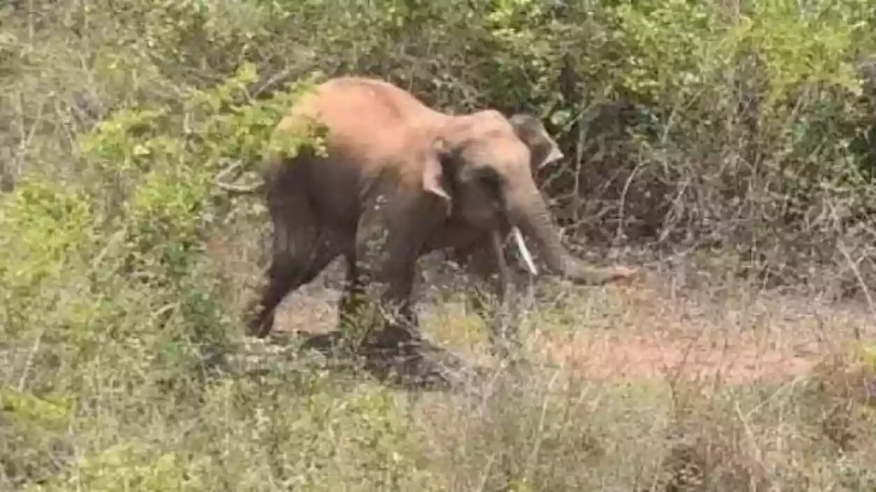 Man killed inside home, 6 injured as elephant strays into Bankura villages