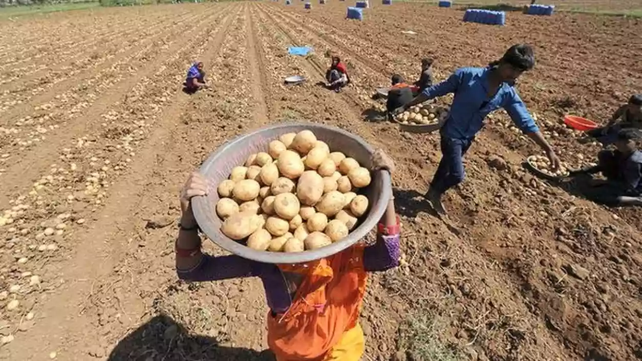 Potato farmers in Medinipur struggle despite government procurement announcement