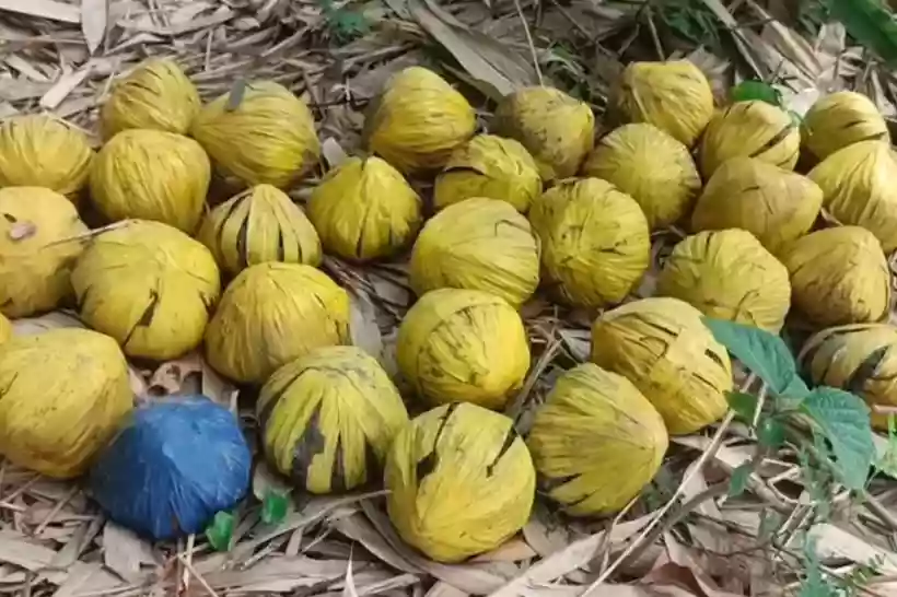 Panic in Birbhum after 31 fresh bombs recovered from bamboo grove in Mallarpur village