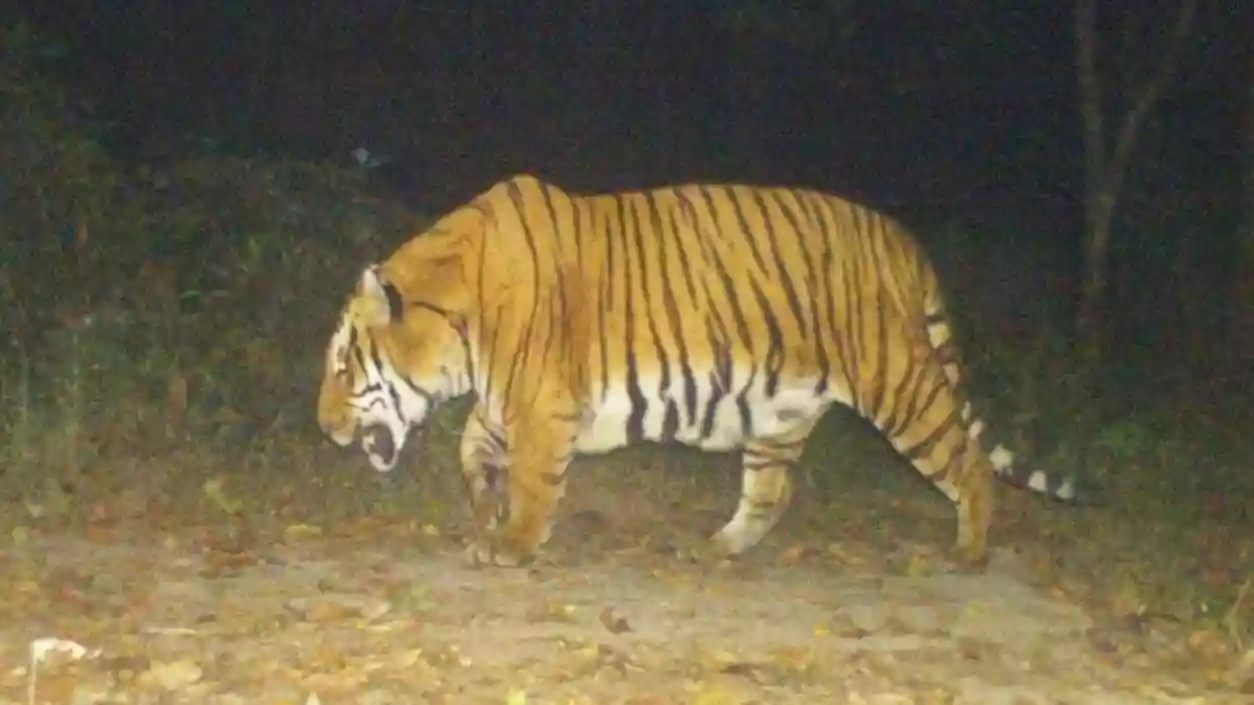 Centre clears tiger reintroduction project for Buxa Tiger Reserve in North Bengal