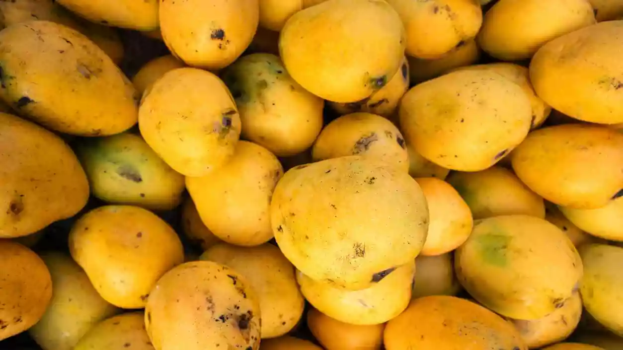 After Japan, Nepal bans Indian mango imports citing excessive pesticide levels