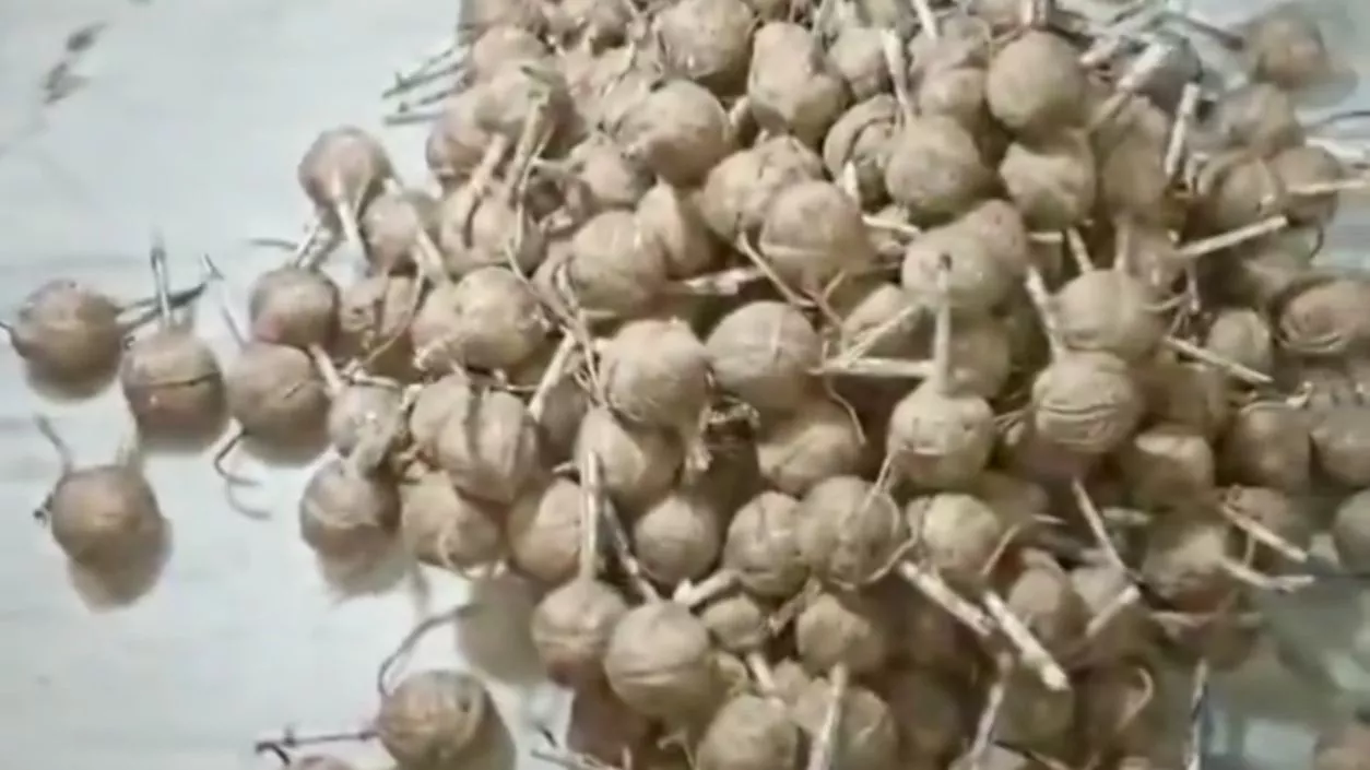 Nearly 100 crude bombs recovered from TMC party office in Howrah