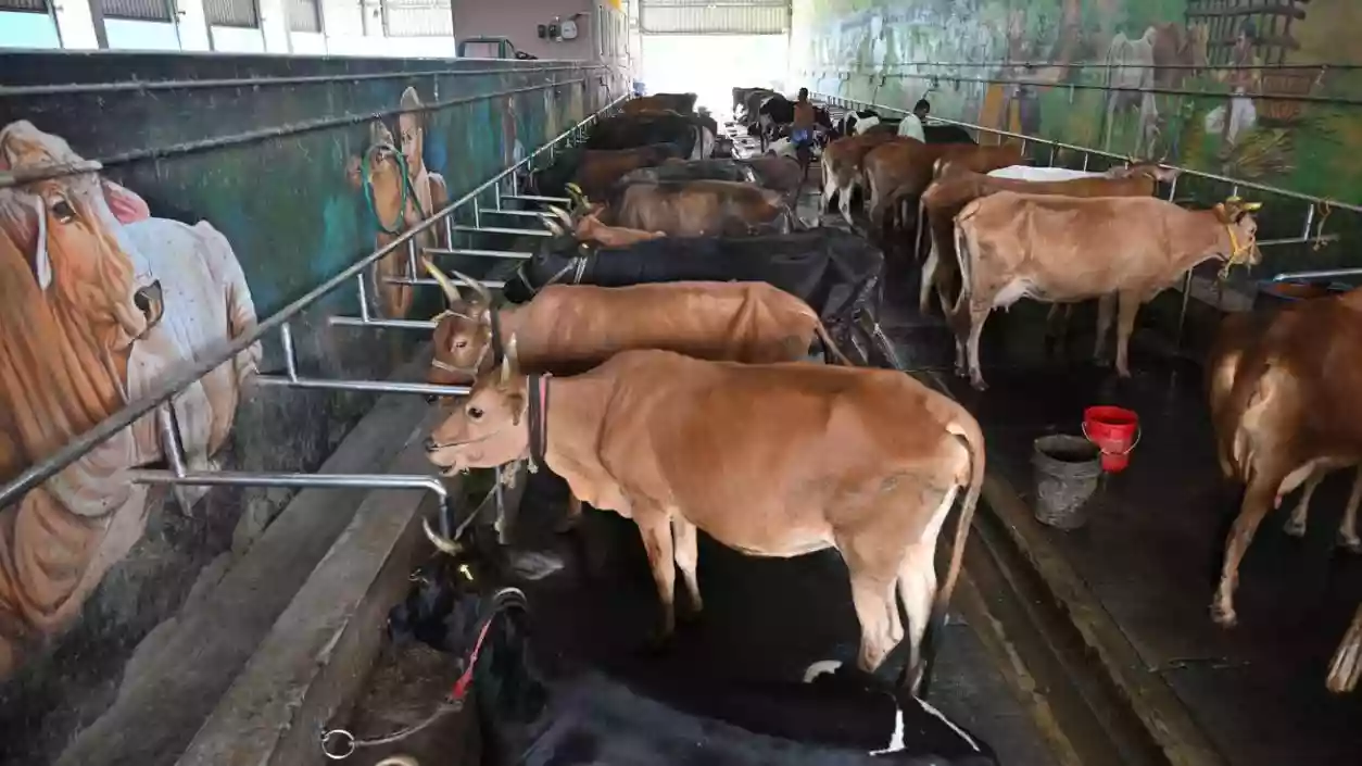 Howrah civic body orders cattle sheds to relocate outside city within 15 days