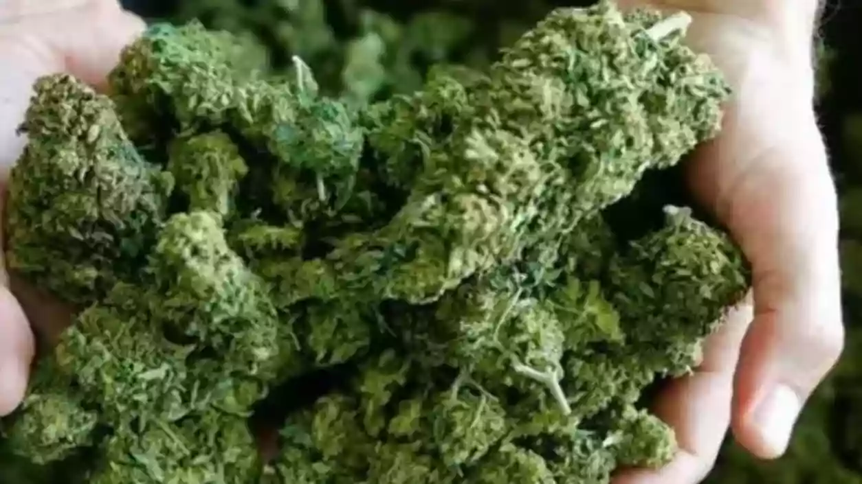 Woman arrested at Mumbai airport with hydroponic weed worth ₹11.82 crore